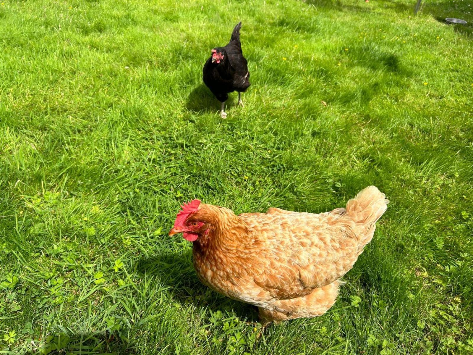 Willa The Hen House Haddington Zewnętrze zdjęcie
