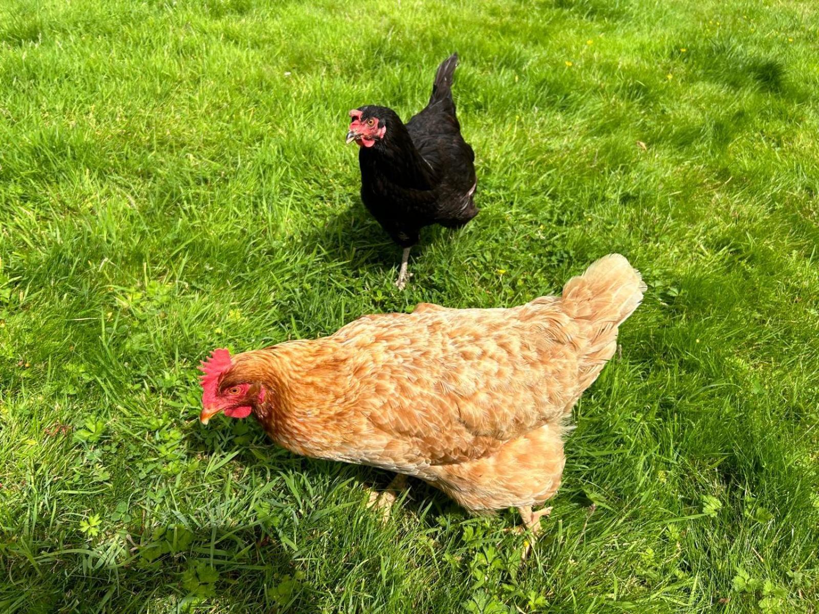 Willa The Hen House Haddington Zewnętrze zdjęcie